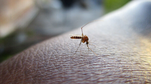Мухи та комарі не переносять коронавірус, – МОЗ
