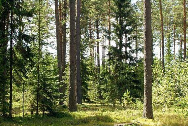 На Волині державі повернули землі лісового фонду за 30 мільйонів