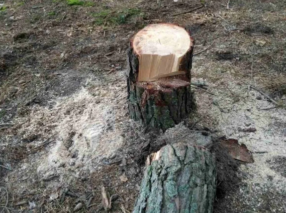 Поруч альтанок для відпочинку на Волині порубали дерева: лісівники викликали поліцію