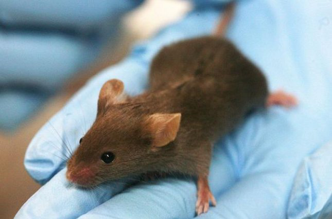 За допомогою 3D-друку: вчені виростили людські вуха на спині миші