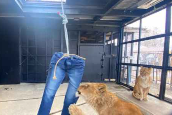 Рвані левами джинси та «картини» від мавп: японський зоопарк продає ексклюзивні речі