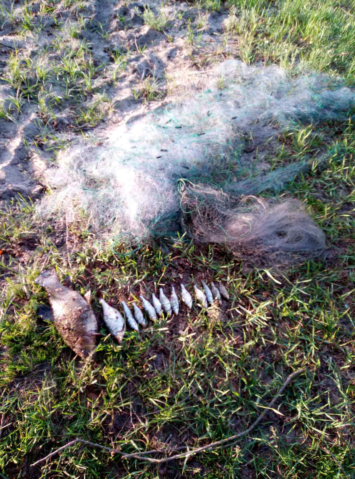 За тиждень на Волині рибні браконьєри завдали збитків на 8 тисяч гривень