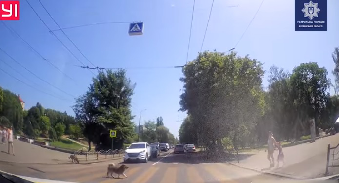 Кумедно, але відповідально: собака показав, як треба переходити дорогу в Луцьку (відео)