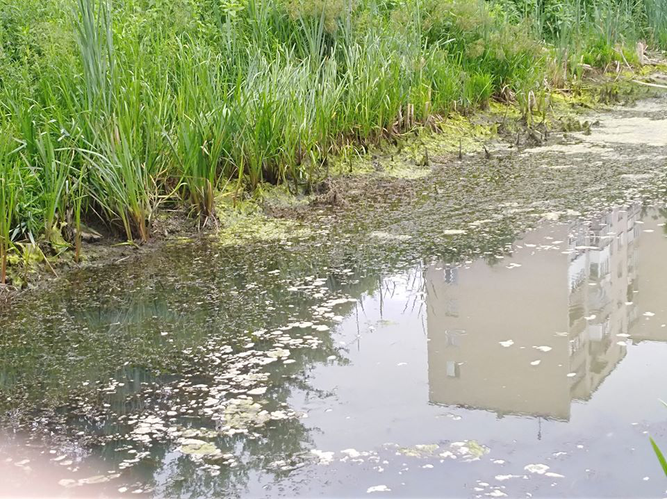 Через вандалів водойма в парку 900-річчя Луцька втратила воду і засмерділа (фото)