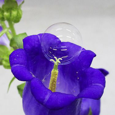 Щоб замінити бджіл: японці придумали запилювати рослини мильними бульбашками