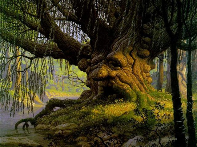 У волинському лісі знайшли дуб, якому 400 років (фото)