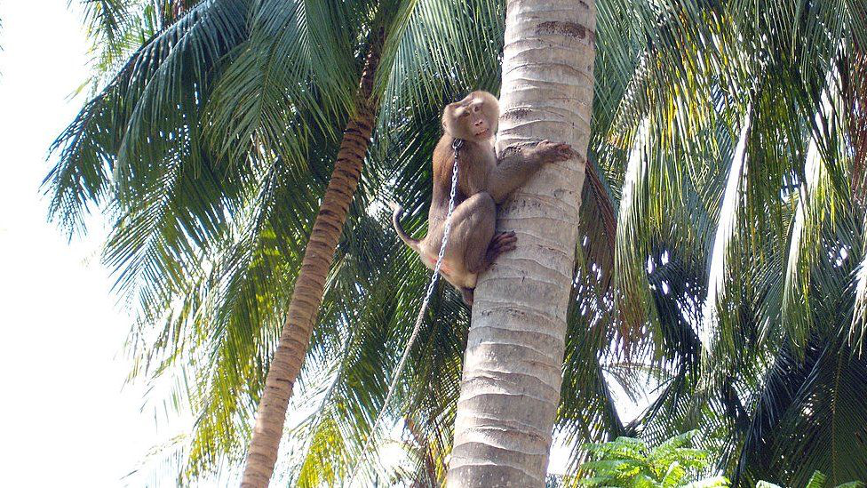 У Британії відмовляються від продуктів з кокосів, бо їх збирають мавпи