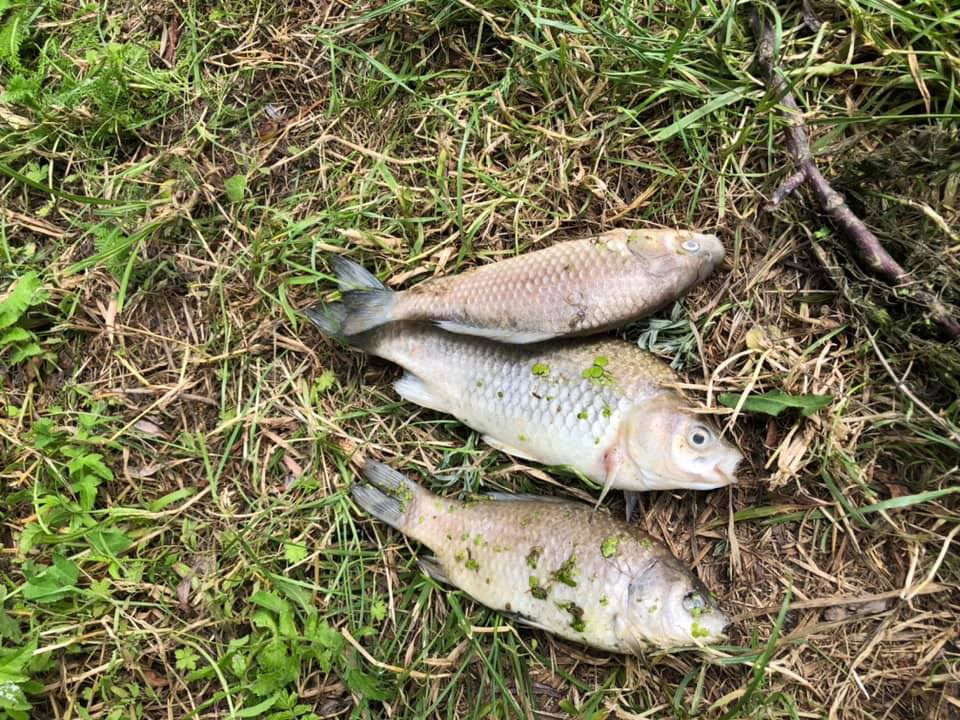 Дохла риба на Кічкарівських ставках: депутат Луцькради показав фото