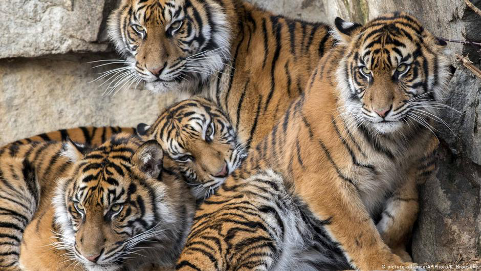 На очах у відвідувачів: у Швейцарії тигриця загризла працівницю зоопарку