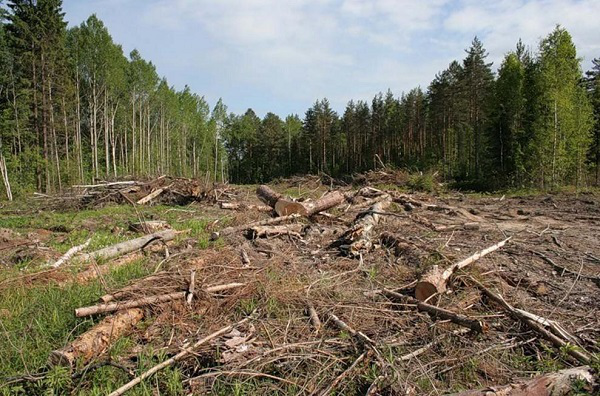 Через незаконну вирубку лісів на Прикарпатті проводять масові обшуки