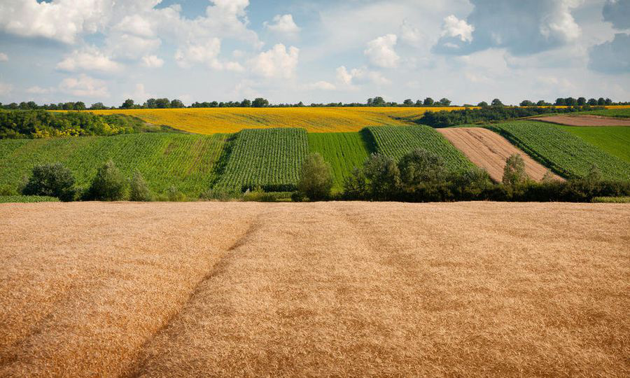 Обіцяв пасовище, а засіяв пшеницю: на Волині в підприємця заберуть 21 гектар землі