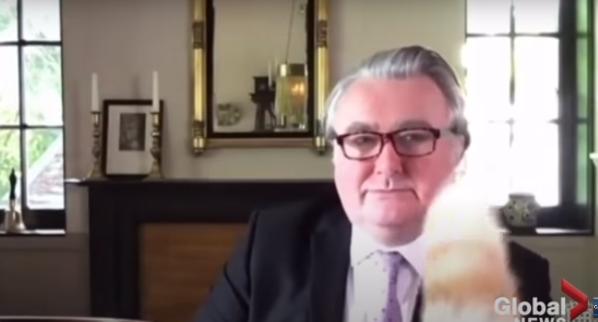 Кіт зірвав онлайн-засідання парламенту Шотландії і став зіркою мережі (відео)
