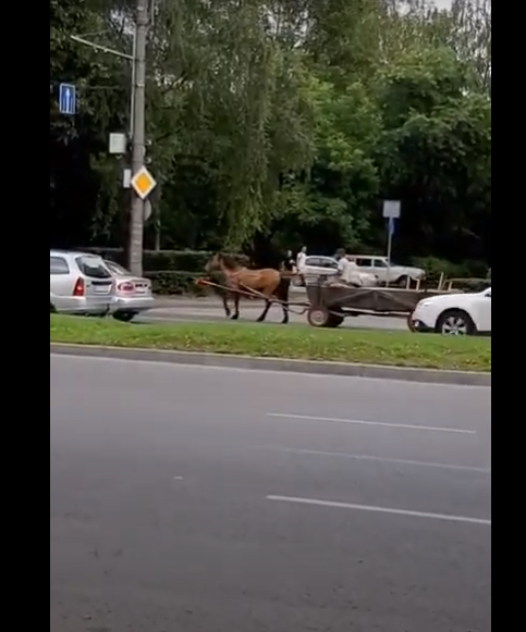 «Екотранспорт»: чоловік катався возом на проспекті в Луцьку (відео)