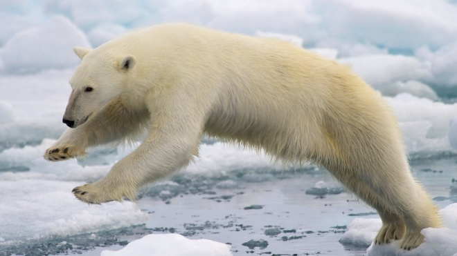 Білі ведмеді можуть повністю зникнути до  2100 року
