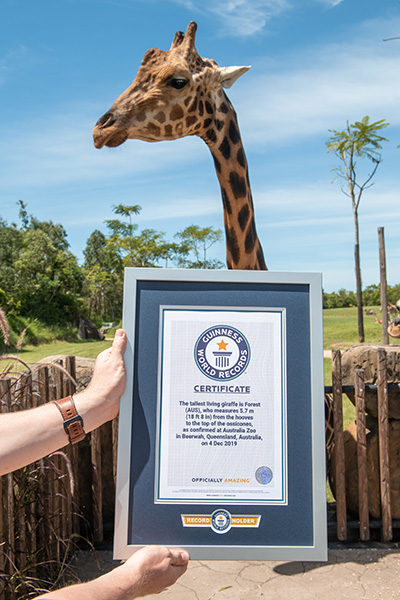 Майже 6 метрів висоти: австралійського жирафа занесли в книгу рекордів Гіннеса