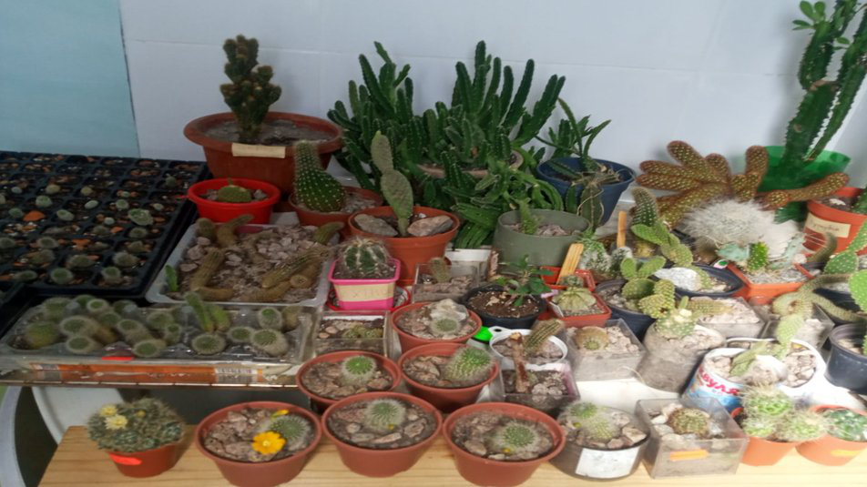 Школяр із Житомира колекціонує кактуси: їх у нього понад 100 видів (відео)