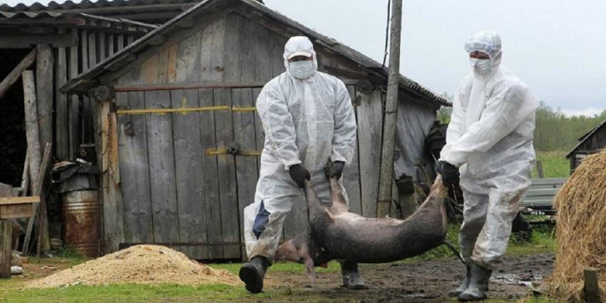 На Волині заявляють про масову загибель свиней – Держпродспоживслужба перевіряє