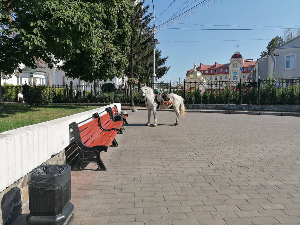 У центрі Луцька пасеться кінь (фотофакт)