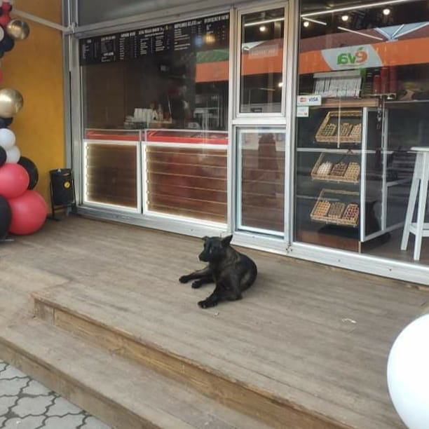 У луцькому кафе пояснили ситуацію із «замурованим» собакою