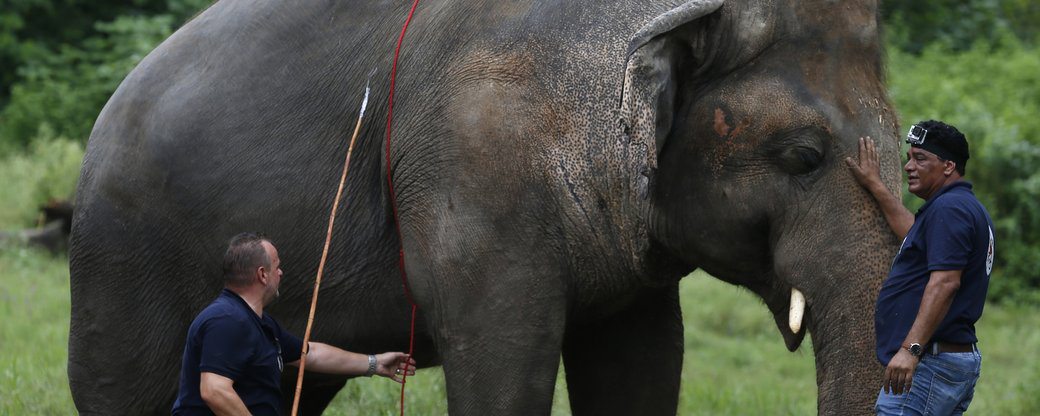 У Пакистані випустять на волю «найбільш самотнього у світі» слона