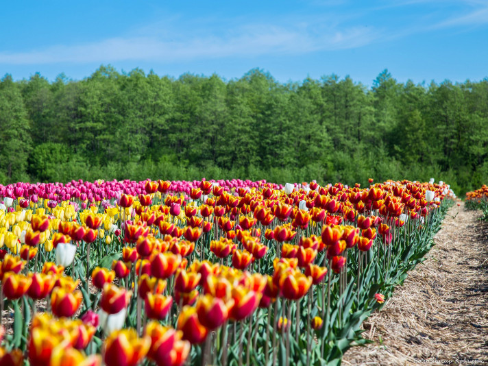 25 тисяч лілій: Волинська Голландія запрошує на свято квітів