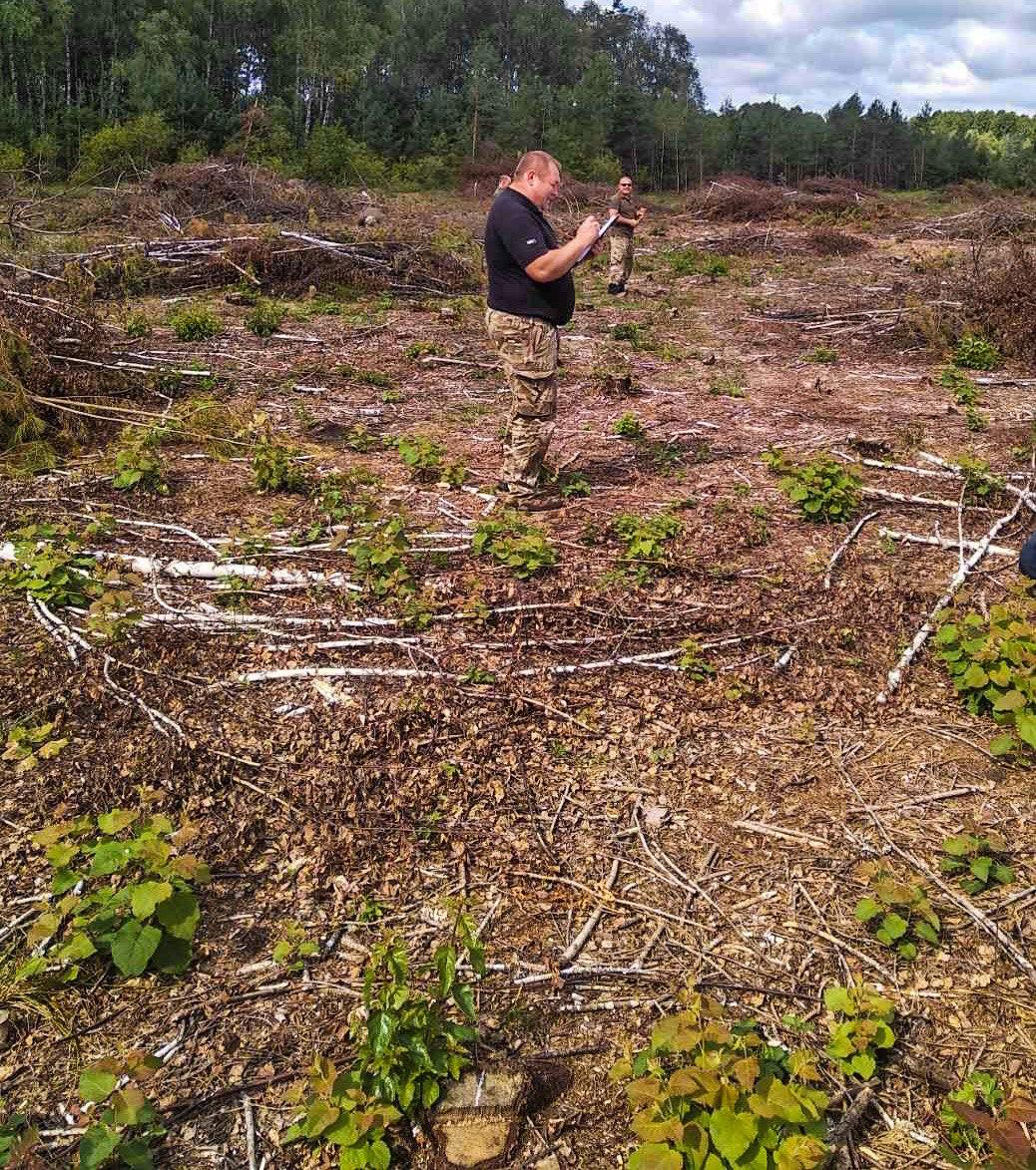 Мільйонні збитки: в Ковельському районі незаконно зрізали майже 3000 дерев (фото)