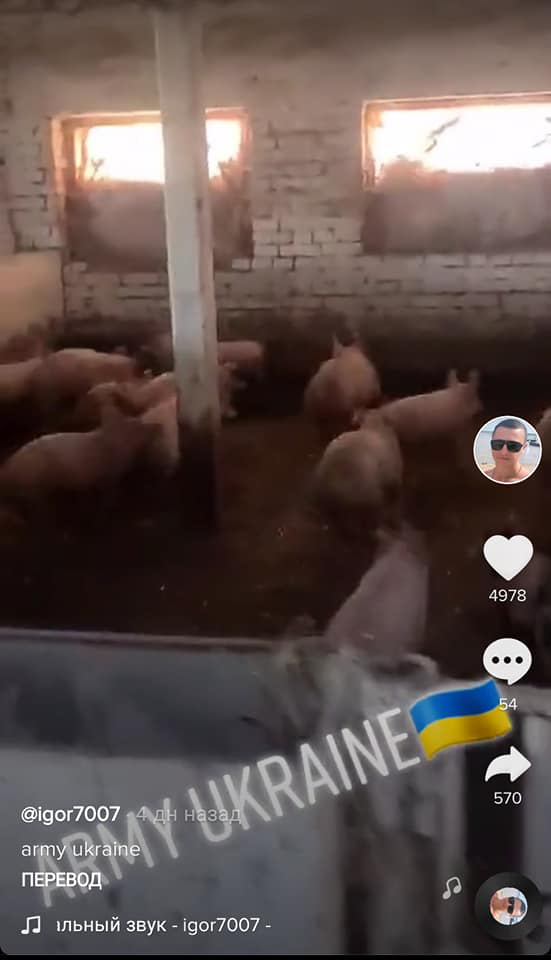 Військовий скандал: волинський прикордонник порівняв бійців ЗСУ зі свиньми
