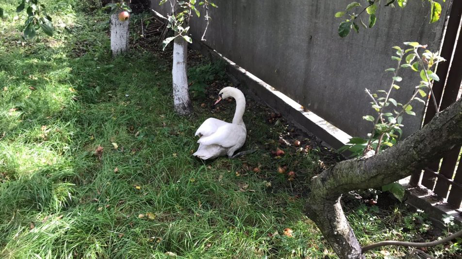 У лебедя – стрес: ветеринари обстежили врятованого птаха в Луцьку