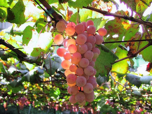 В Україні запровадили нове свято – День виноградаря і винороба