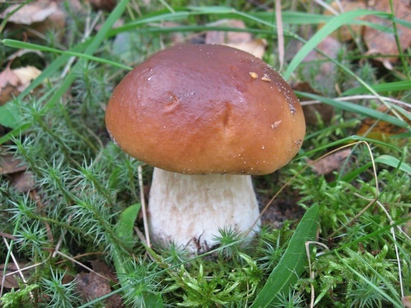 Волинський лікар розповів, як правильно споживати гриби