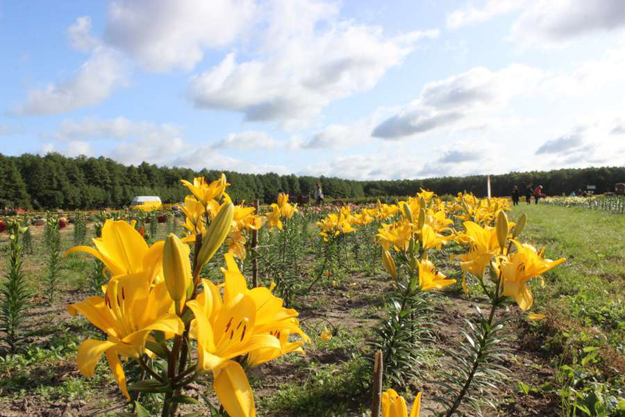 Свято квітів у «Волинській Голландії» триватиме ще два дні