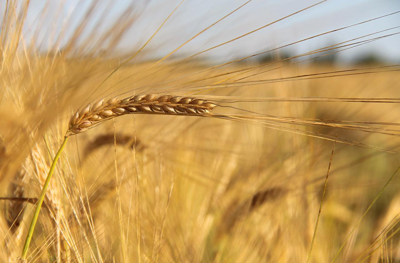 Бо засіяв пшеницею: на Волині в підприємця забрали 21 гектар землі