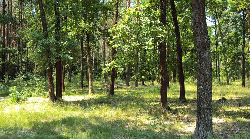 На Волині державі повернули майже 2 гектари лісу