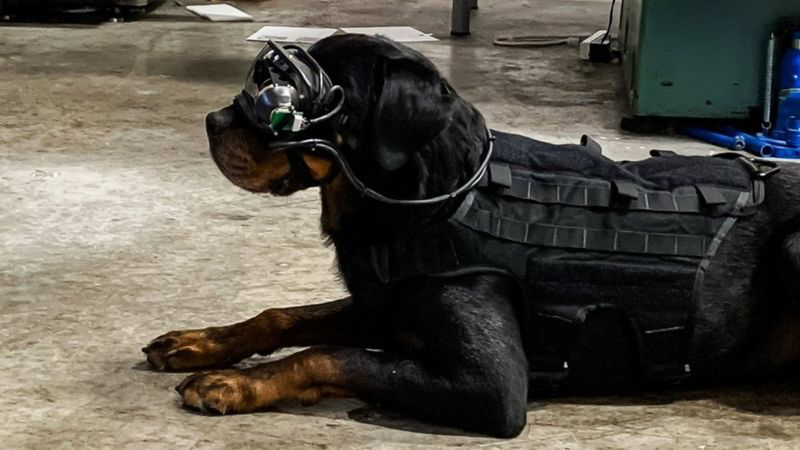 В США військових собак тренують в окулярах  з доповненою реальністю