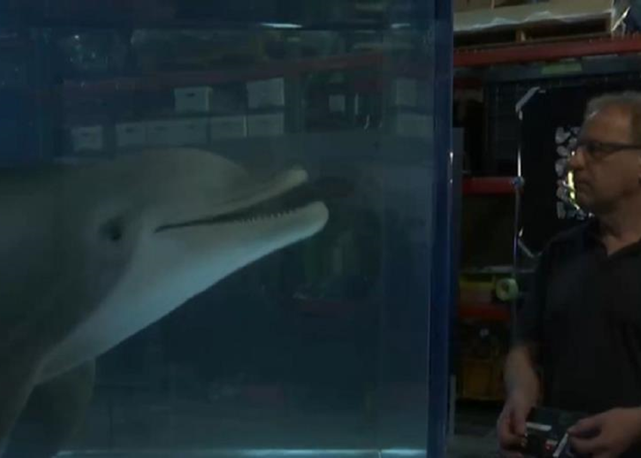 У США створили робота-дельфіна (відео)