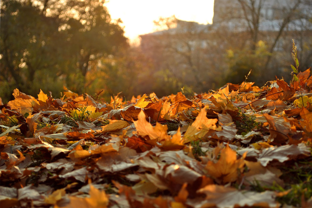 Сонячно й тепло: погода в Луцьку на вівторок, 27 жовтня