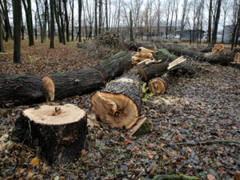 Понад 90 тисяч гривень збитків: волинянин незаконно рубав ліс