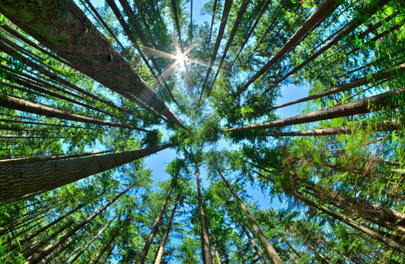 За спецвикористання лісів на Волині заплатили понад 82 мільйони гривень