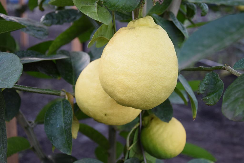 На Волині майже дозрів урожай лимонів (фото)