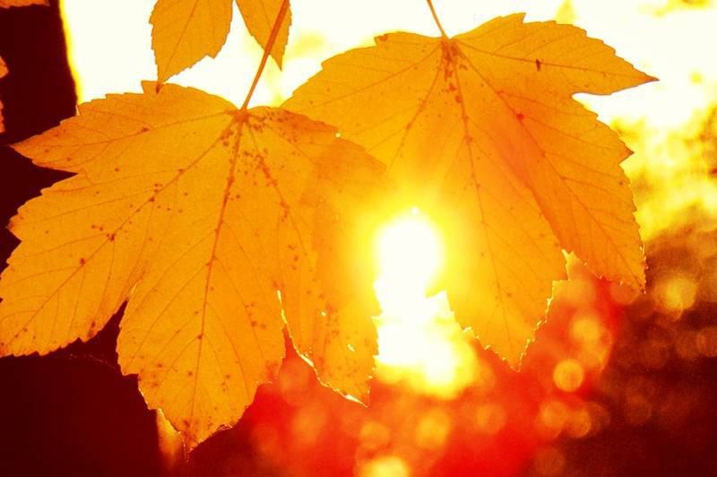 Сонячно: погода у Луцьку на четвер, 26 листопада