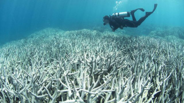 Причини втрати колору коралів