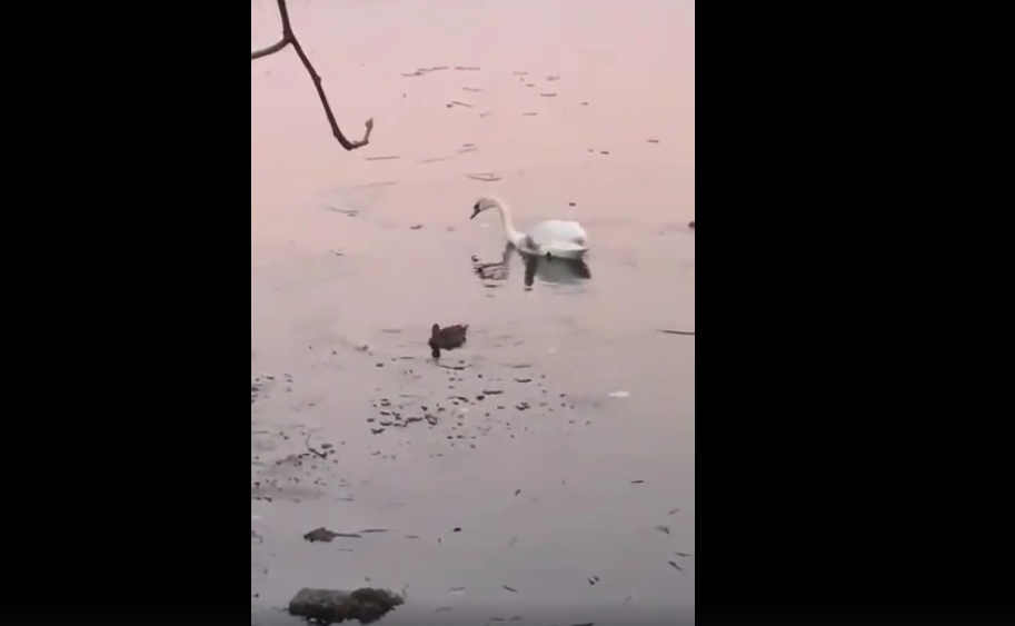 На ставку у Луцьку замерзає лебідь (фото)