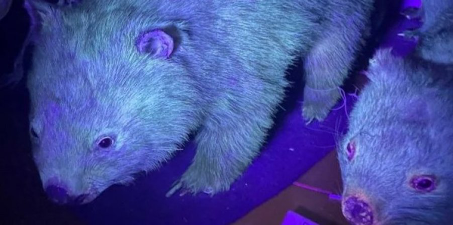 Біологи виявили, що вомбати світяться в ультрафіолетових променях