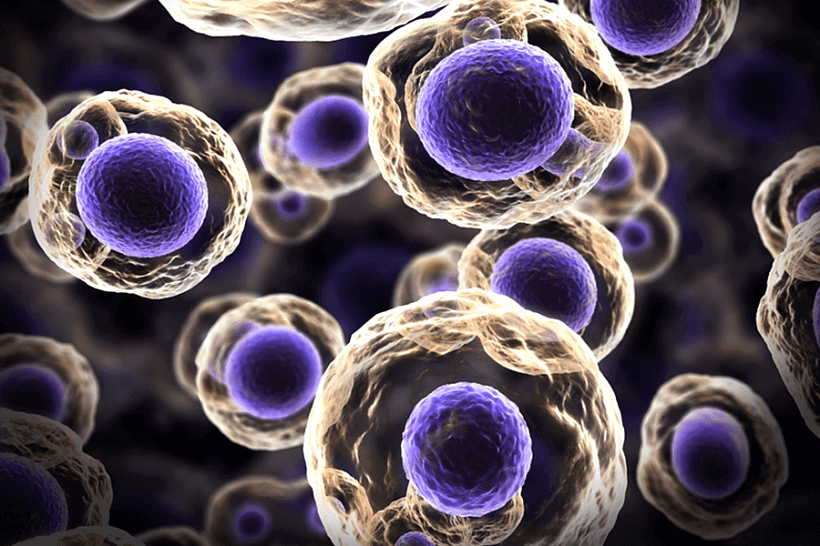 Науковці розкрили таємницю ембріональних  клітин