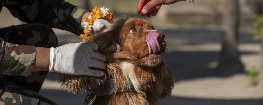 Точніше навіть за ПЛР: собаки можуть виявляти коронавірус за запахом