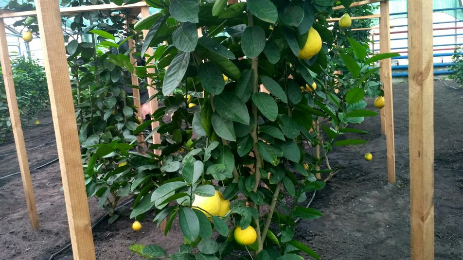 Волинські лісівники виростили пів кілограмові гібридні лимони (відео)