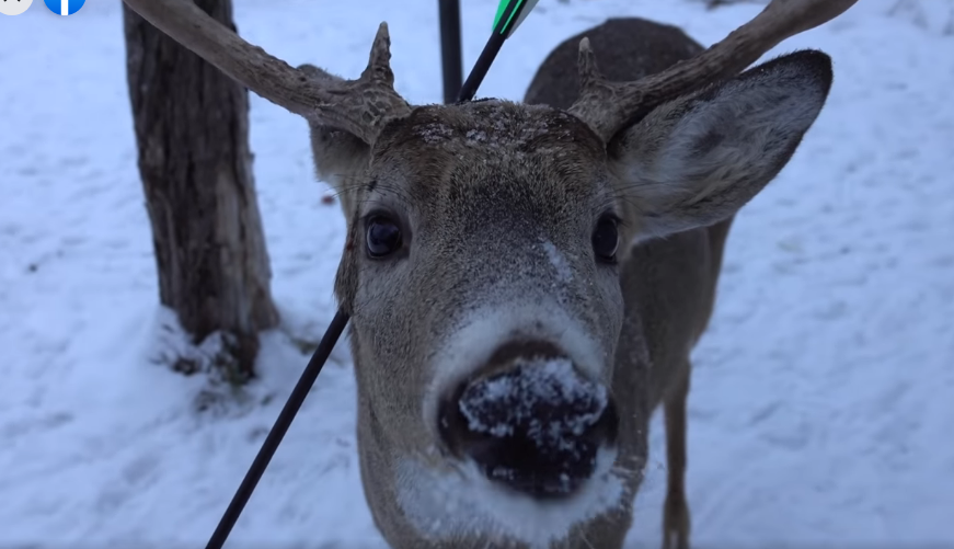 У Канаді знайшли оленя зі стрілою в голові: її вирішили не витягати