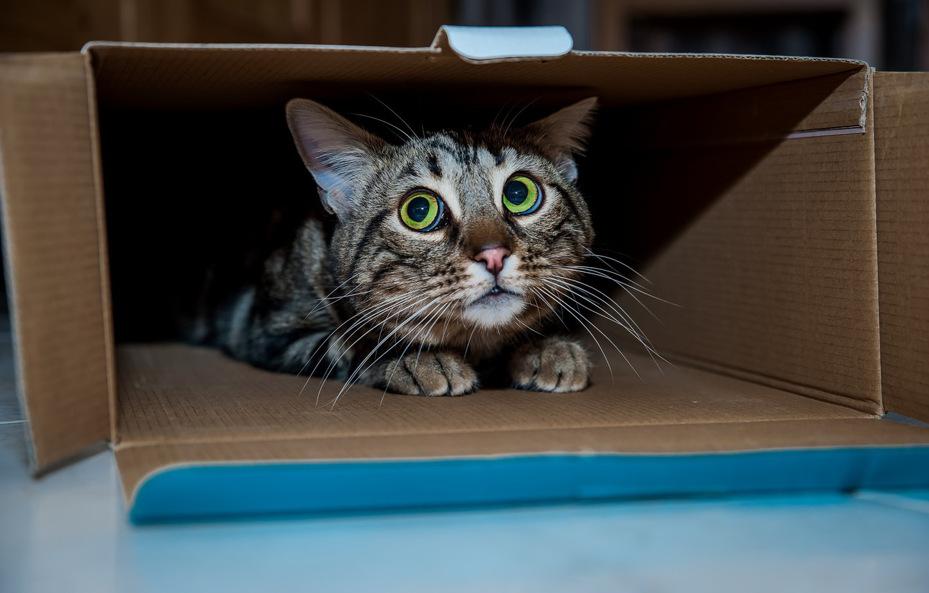 У Луцьку невідомий краде картонні «хатинки» в безпритульних котів (відео)