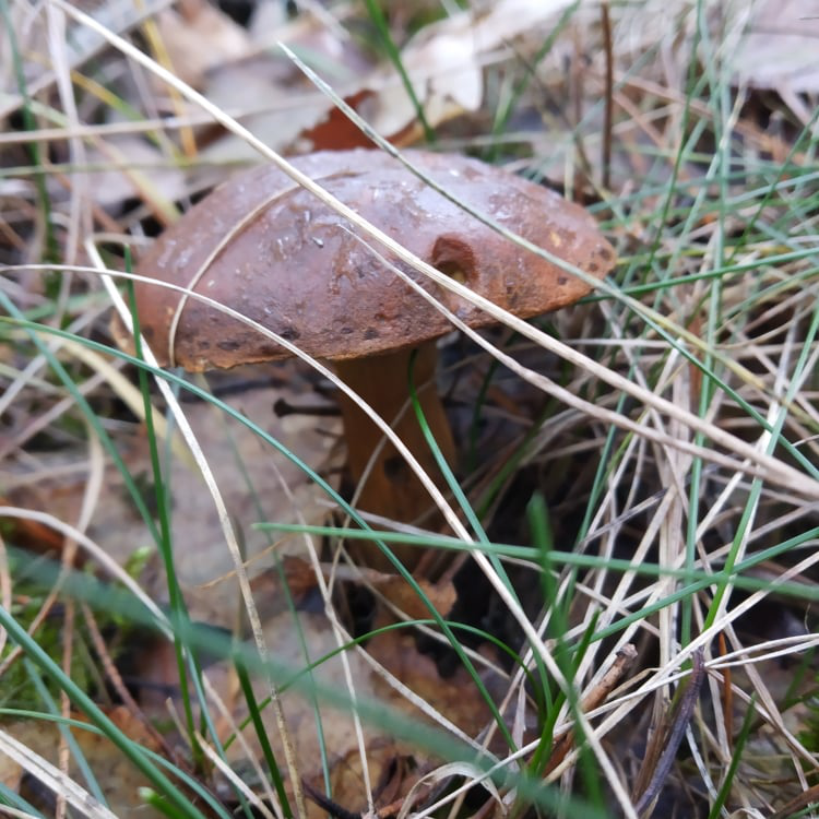Лисички, польські та маслята: ратнівчанка посеред зими назбирала грибів (фото)