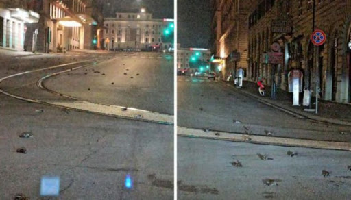 Через новорічні феєрверки вулиці Риму всіяні сотнями мертвих шпаків (відео)